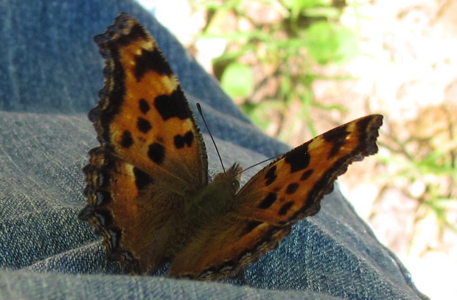 Incontro ravvicinato con... Nymphalis polychloros